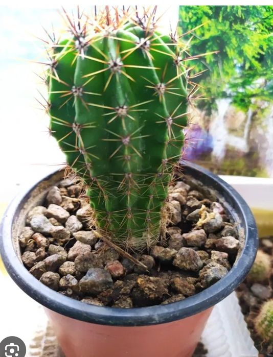 Кактусы кактусы.