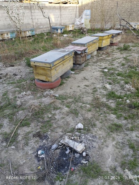 Асалари оилалари