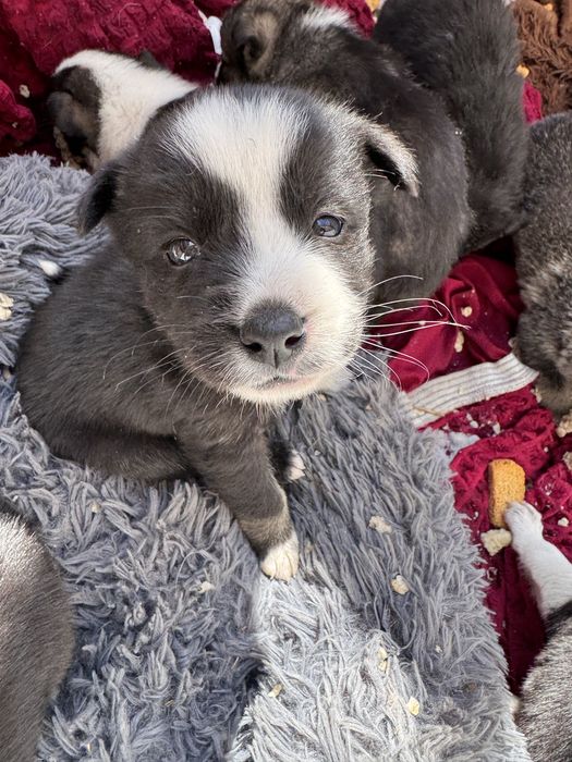 Отдадим щенят бесплатно