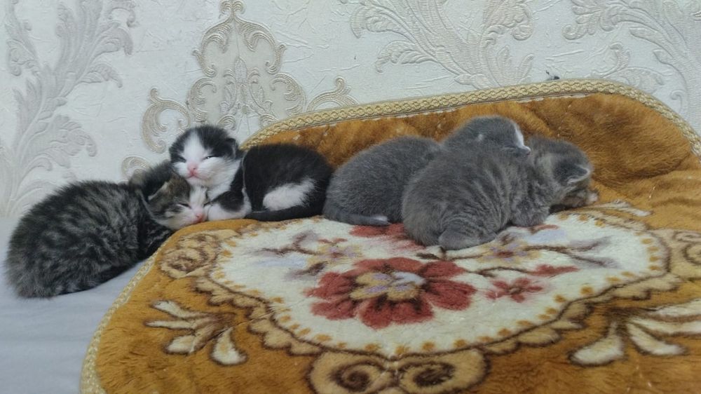 Котята в хорошие руки