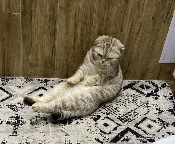 кот в добрые руки
