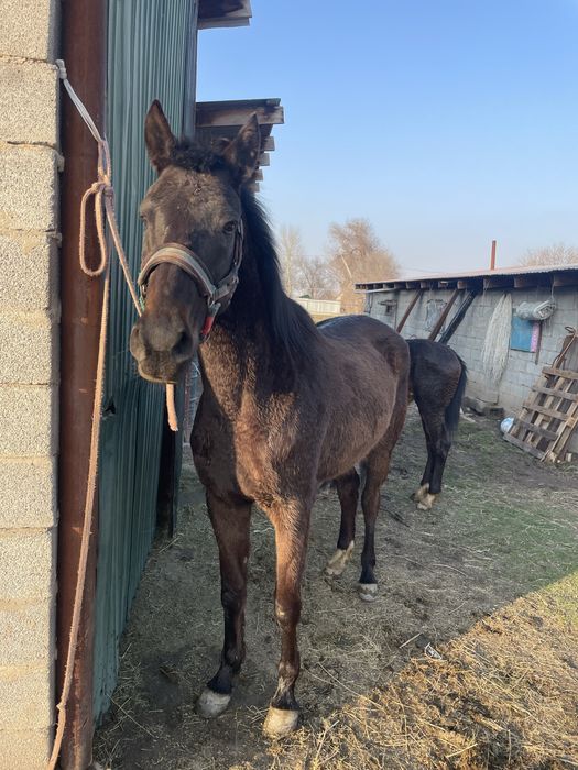 Продам кабылу с жиребенком