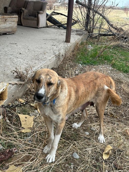 Ұрғашы сатылады рабочий