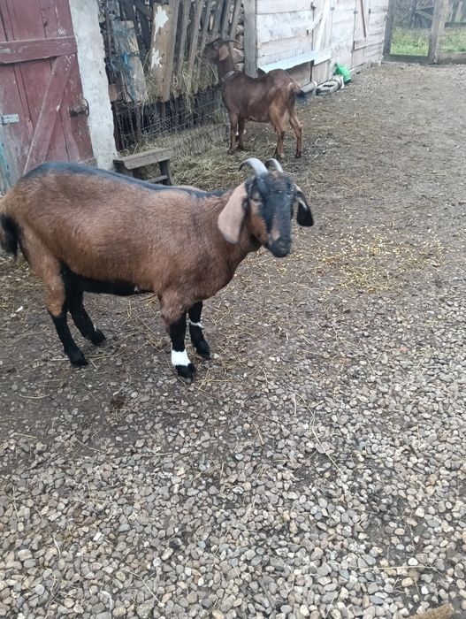 Capre metiș anglonubian -alpin francez