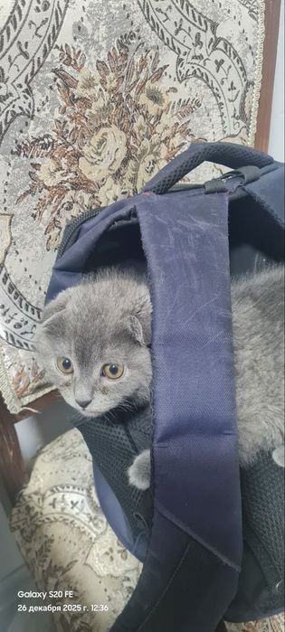 Британский кошка