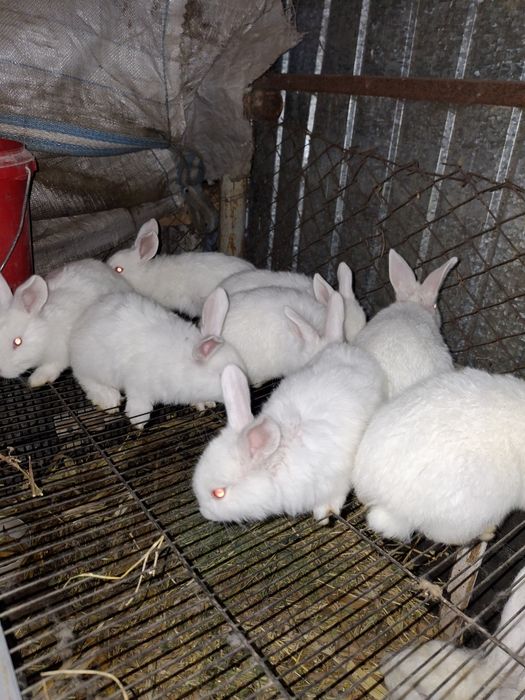 Iepurași disponibili în Țigănești Teleorman