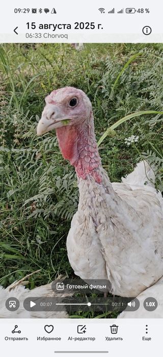 Б 6 куркалар СОТИЛАДИ