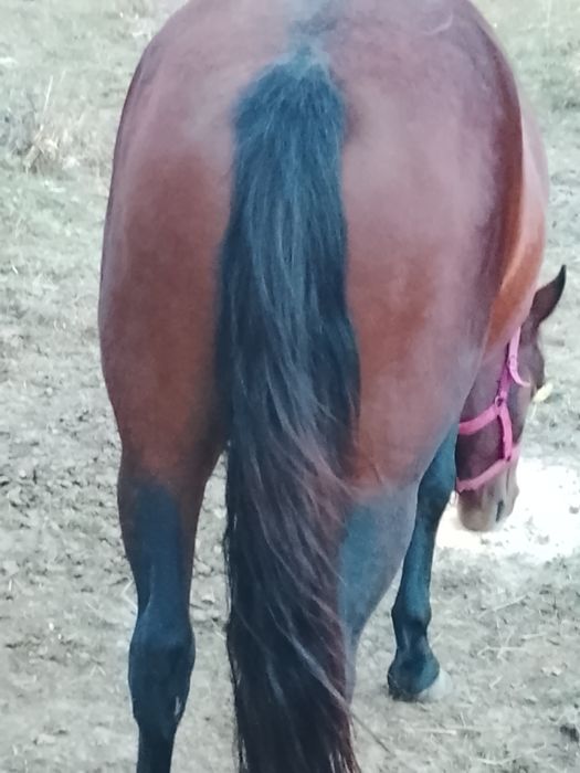 Mânză de 2ani de vânzare,manza este foarte blândă, nu a fost învățată la căruță