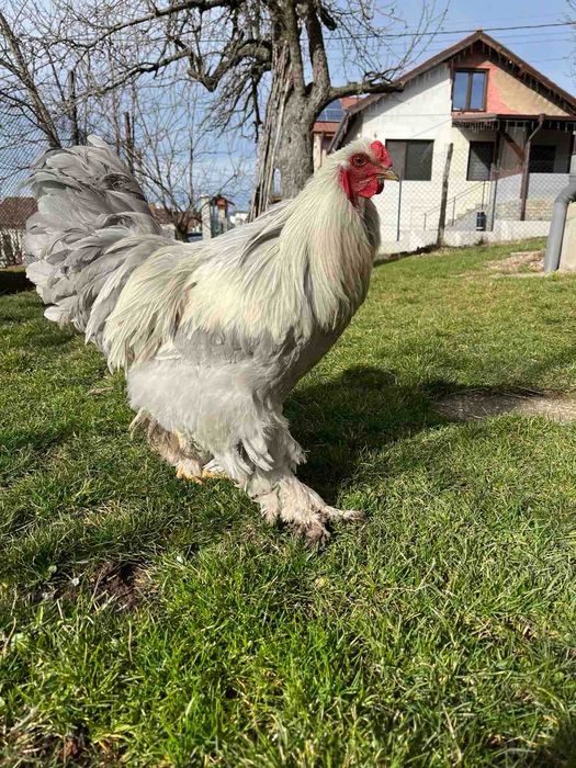 Продавам петел Брама Изабела