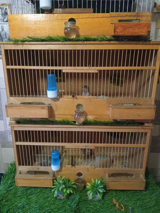 степьной жаворонок