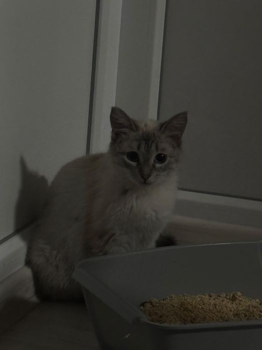 Кошечка ищет добрые руки