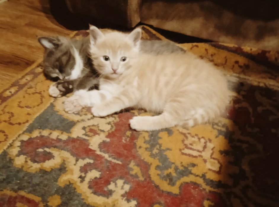 Котята 1,5 месячные