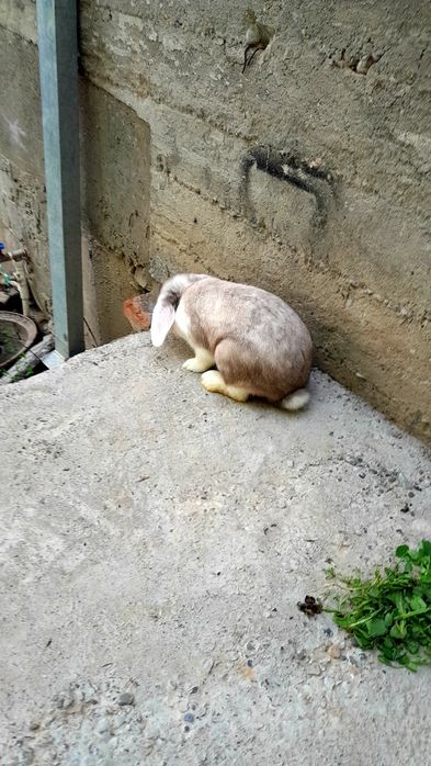 Қуйон зоти Баран.