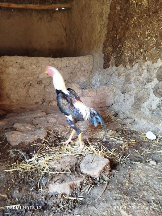 Sotiladi juja xuroz 7 oylik  manzil qashqadaryoda