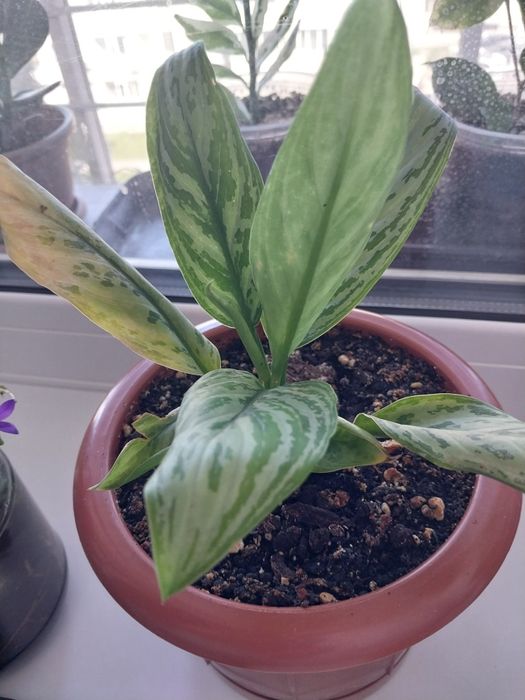 Продам комнатные цветы..