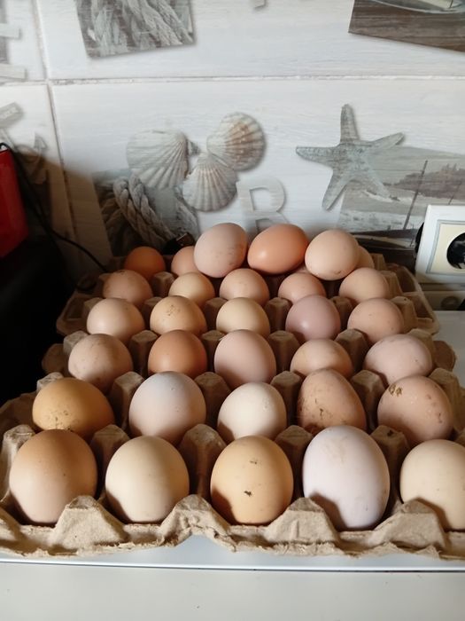 Продам инкубациныие яицо