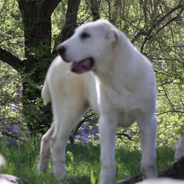 Девочка Сао Алабая 4 месяца