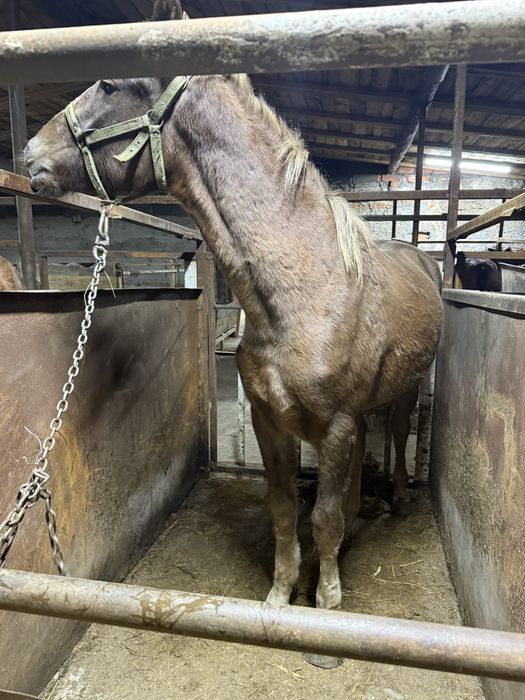 Лошадь с откорма крупная