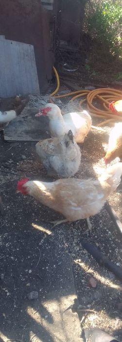 Продам индоутки.  Селезни.