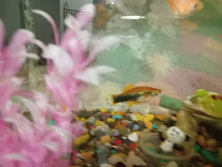 Продам аквариум с рыбками