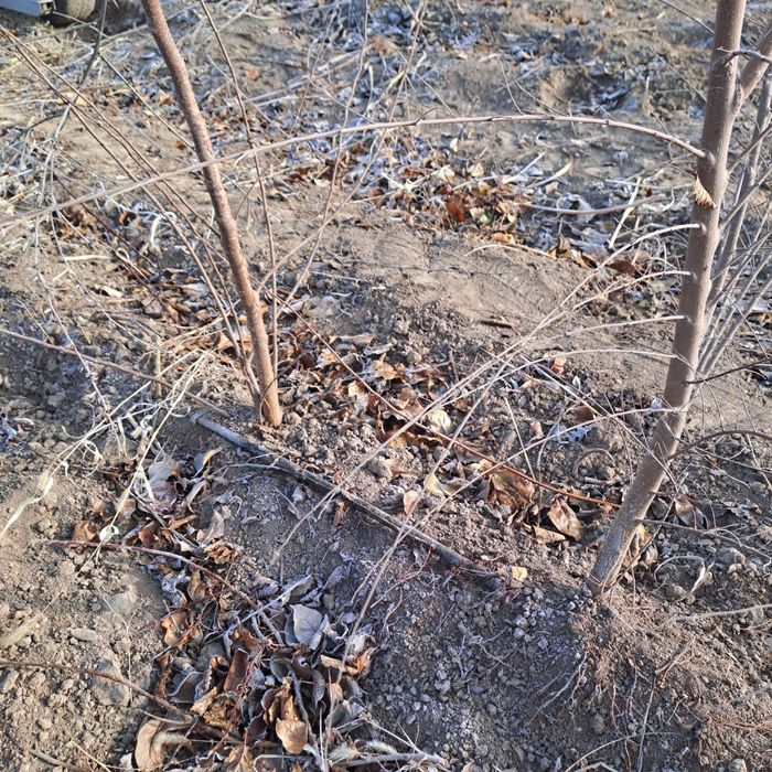 карагаш. клен черный. тополь