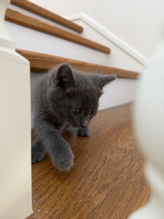 Отдаём котят в хорошие руки