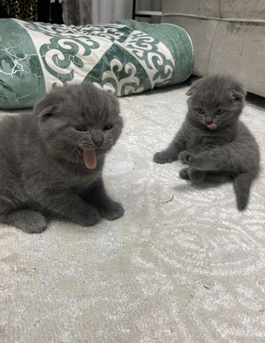 Шотландские Малыши
