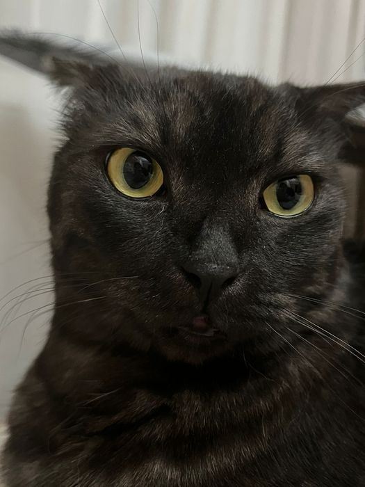 Шотландский вислоухий кот