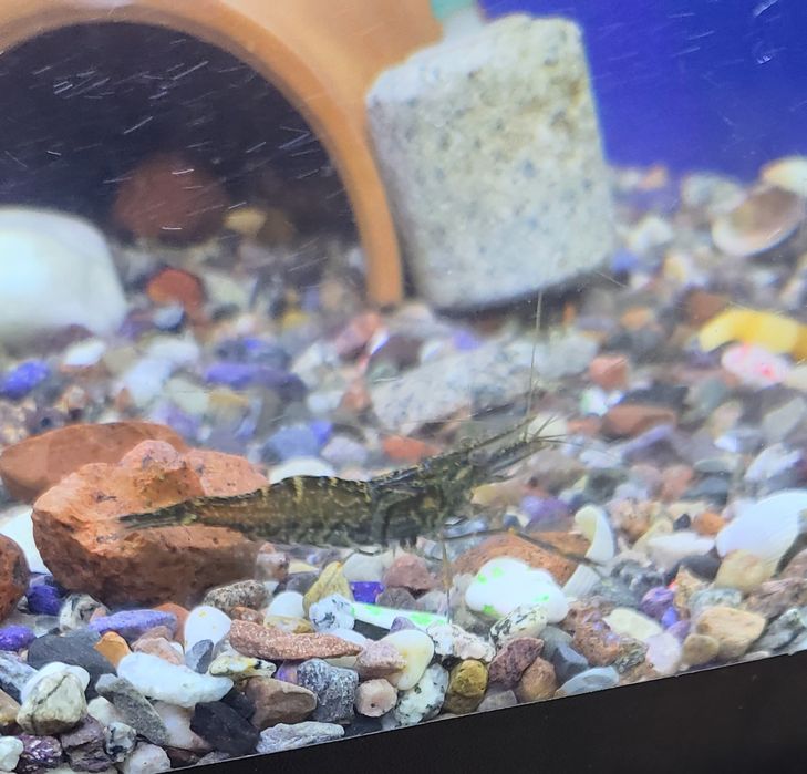 Аквариум,рыбки,криветки