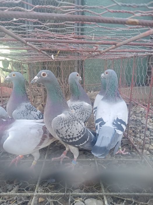 Vand porumbei sau schimb