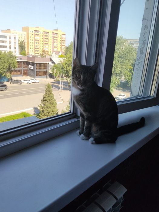 Кошка 5 месяцев.