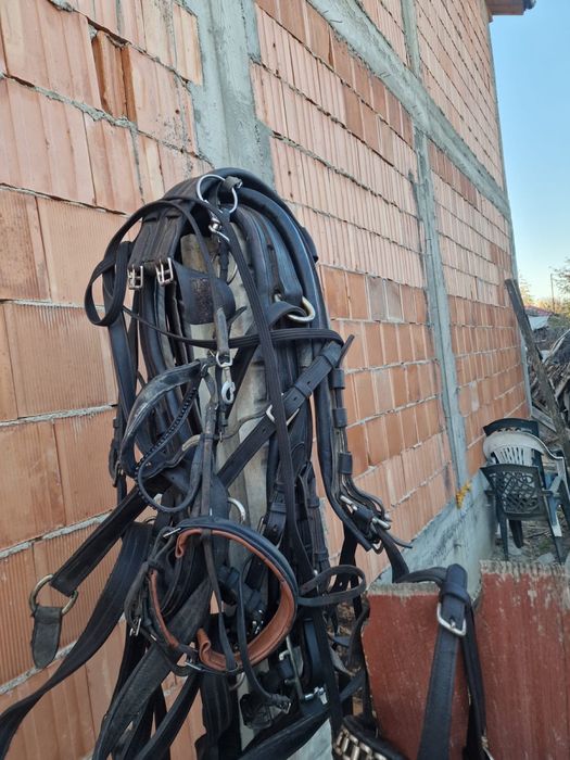 Hamuri complete frizieni