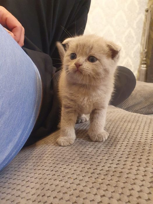 продам котят шатландцы