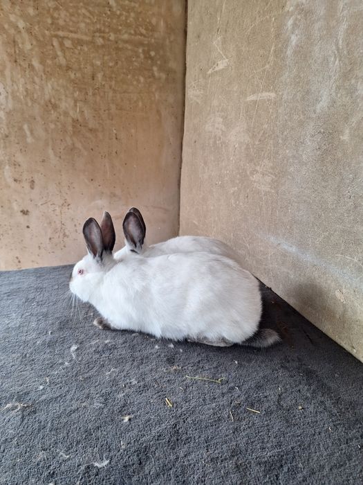 Пара молодых  Калифорний