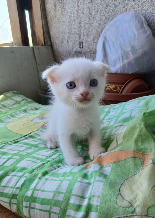 Продам милого котёнка