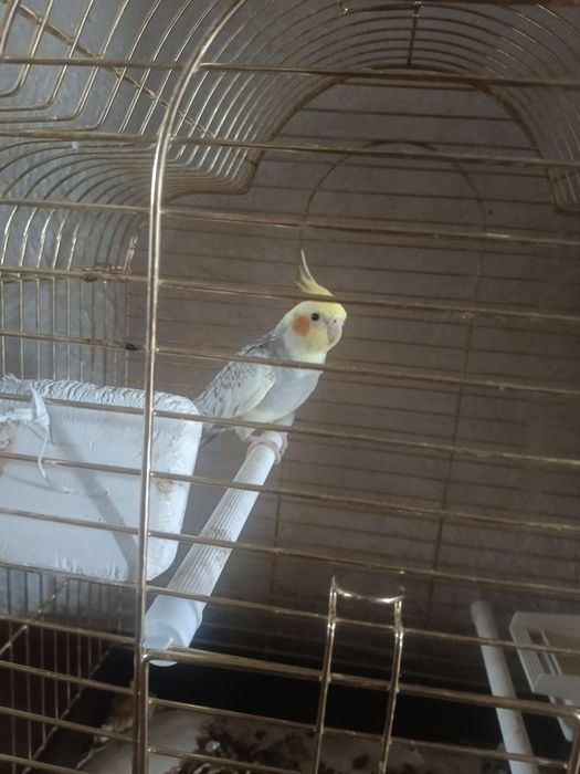 Попугай  Корелла