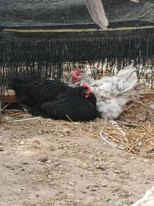 Australorp pereche sau familie