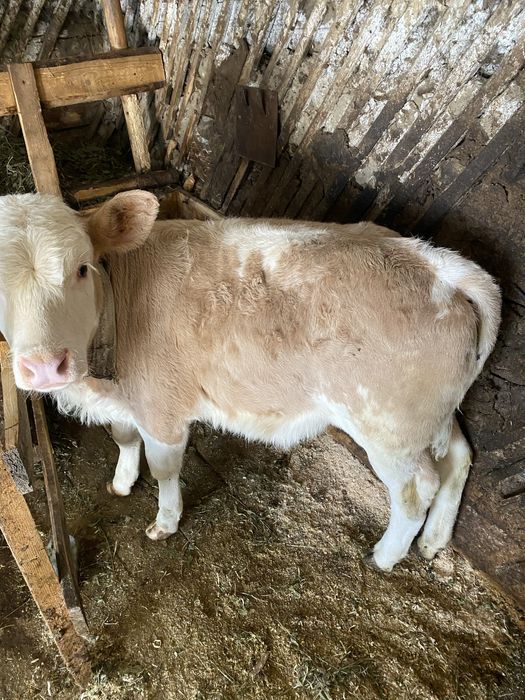 Vand vițica de lapte