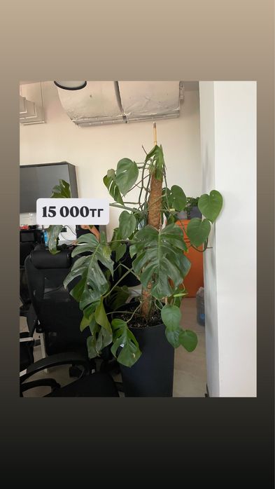 Продаем живые цветы в кашпо
