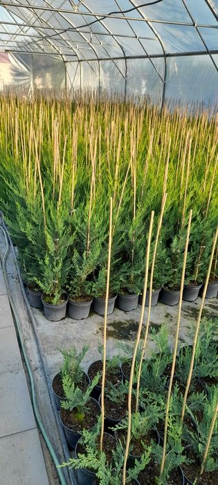Vand Chiparos leylandii