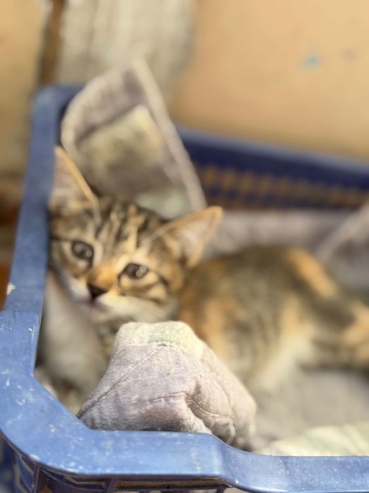 Котята в добрые руки. Ташкент