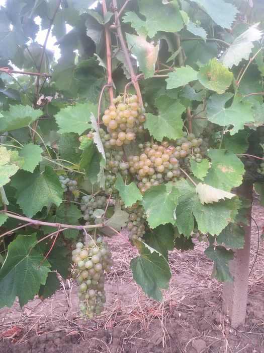 Stuguri de vin de vinzare