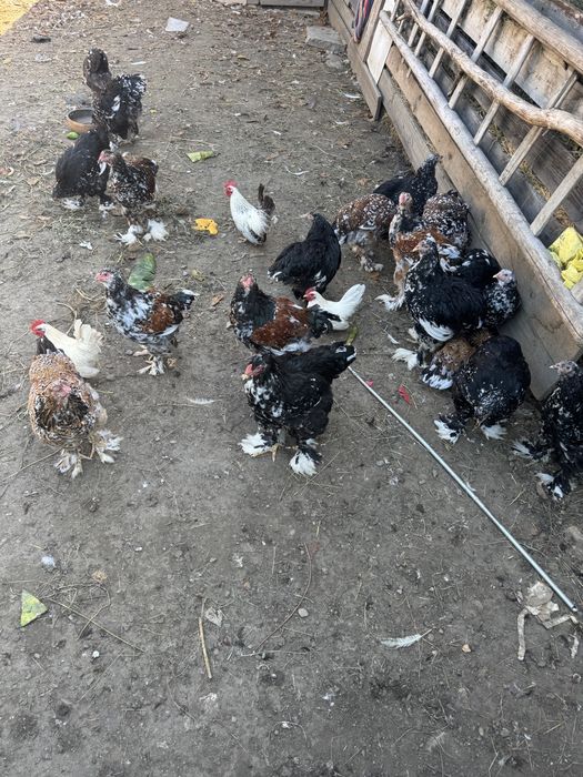 De vânzare brahma bobat si portelan