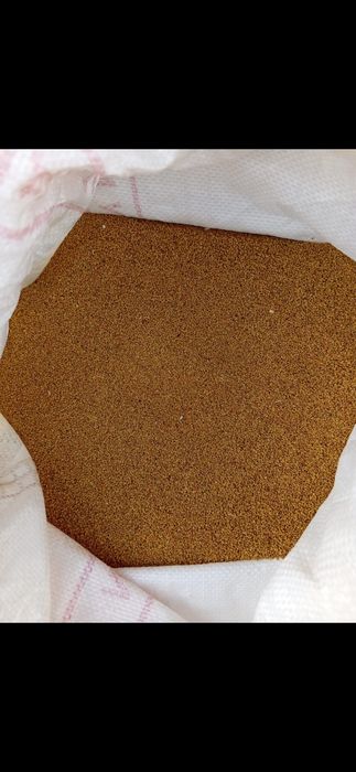 Жоңыршқа ұрық бар,