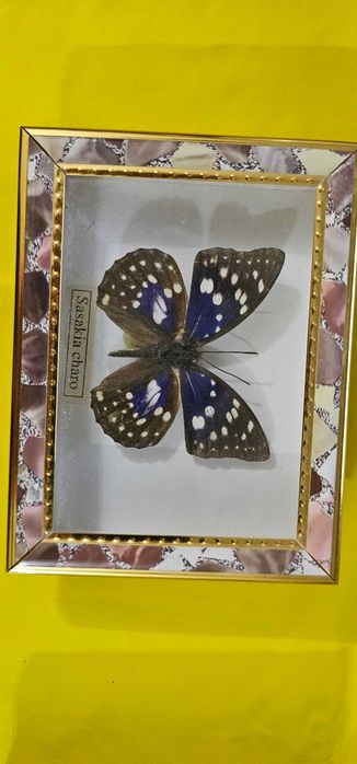 fluture insectar in cutie