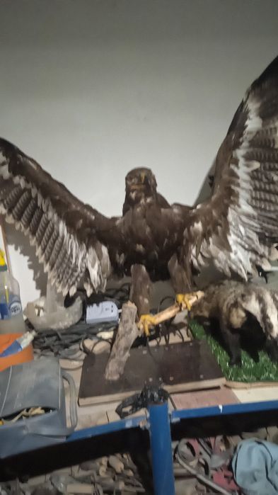 Орёл Чучело диких и домашних животных