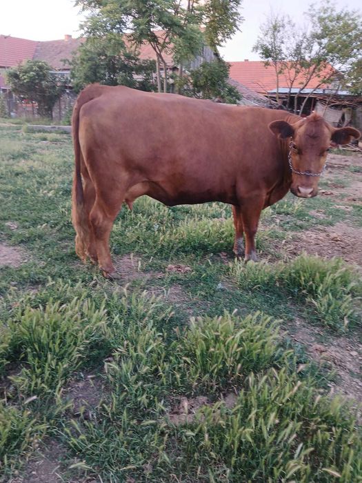 Vând Vacă Angus Red