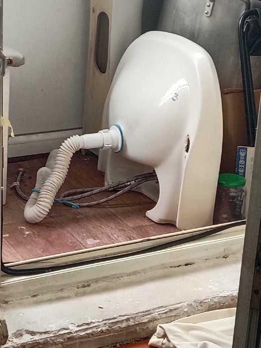 Раковина тюльпан