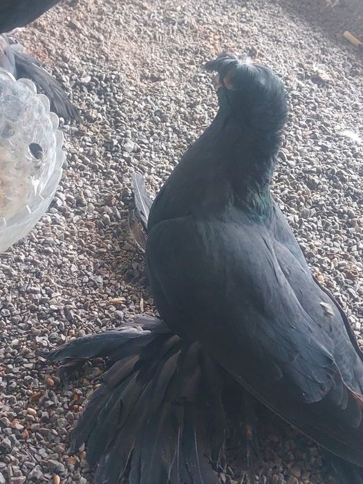 Жуки двухчубые старапородные