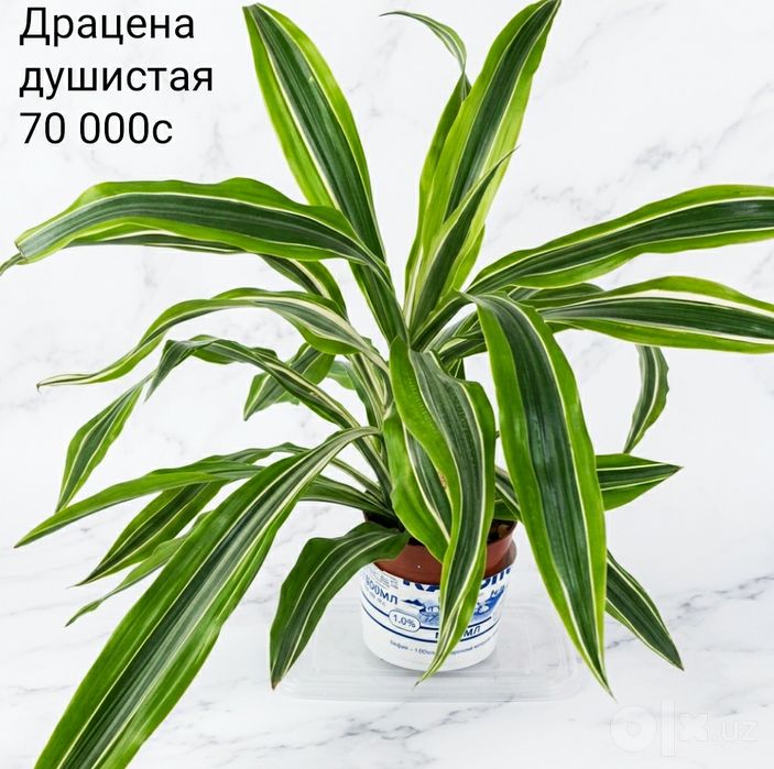 Комнатные цветы.